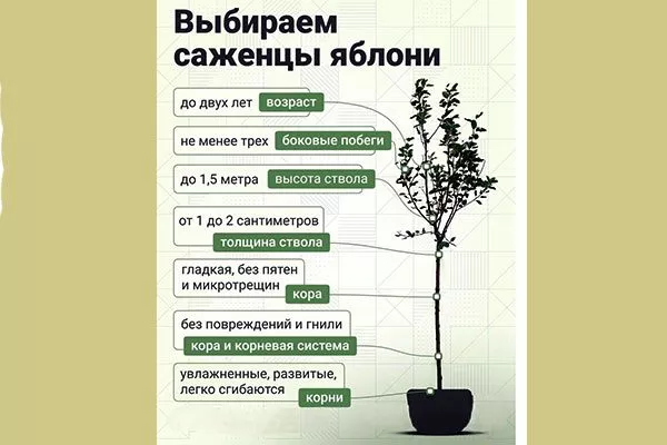 выбор саженцев яблони Красное раннее7