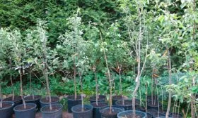 Выбор саженцев Яблоня Голден Делишес6