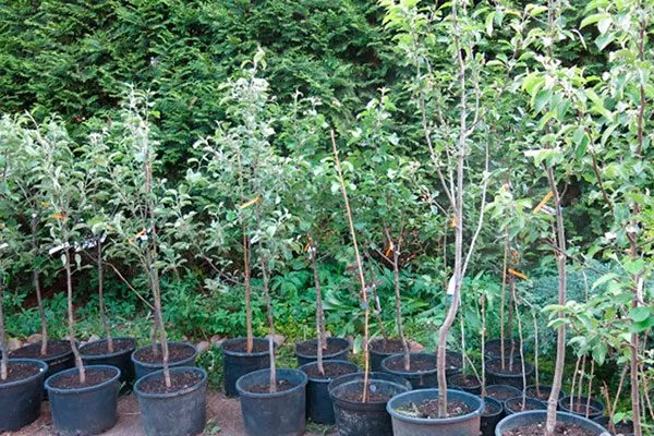 Выбор саженцев Яблоня Голден Делишес6