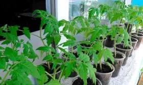 Выращивание рассады Сызранская пипочка5