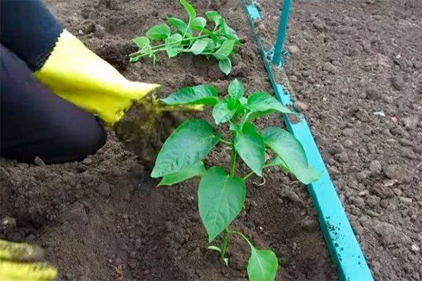 высадка перец Испанский бык3