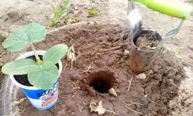 Высадка рассады тыквы Дынька1