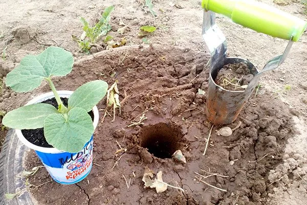 Высадка рассады тыквы Дынька1