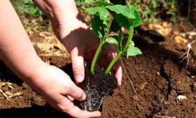 Высадка рассады тыквы Мандаринка1