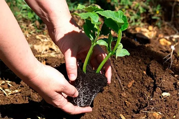 Высадка рассады тыквы Мандаринка1