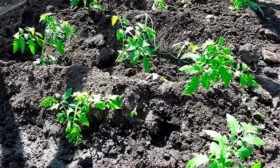 Высадка рассады в грунт Сызранская пипочка6