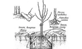 Высадка саженца