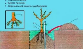 Высадка саженца сорт яблок Осеннее полосатое5