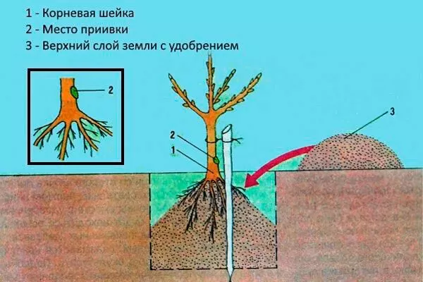 Высадка саженца сорт яблок Осеннее полосатое5