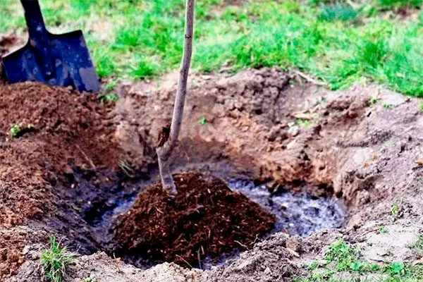 Высадка саженца яблони Апорт8