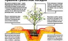Высадка саженца яблони Байя Мариса5
