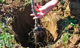 Высадка саженца яблони Штрейфлинг4 яблони Штрейфлинг4