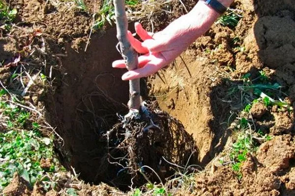 Высадка саженца яблони Штрейфлинг4 яблони Штрейфлинг4