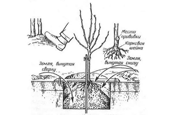 Высадка саженца