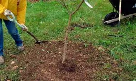 Высадка яблони Китайка Керр3