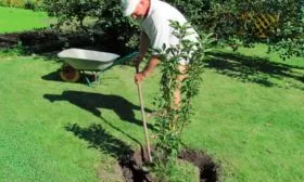 высадка яблони Красное раннее8