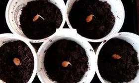 высеивайте семена тыквы Большой Макс3