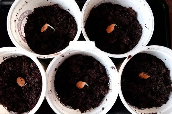 высеивайте семена тыквы Большой Макс3