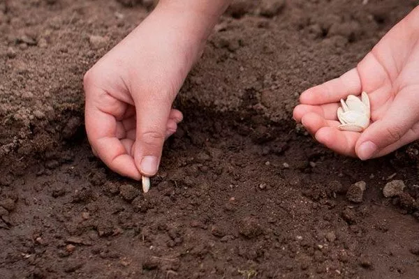 высев семян тыквы Мандаринка2