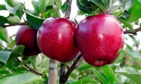 яблоки на ветке яблони Чёрный принц17
