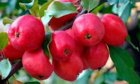яблоки на ветке яблони Китайка Керр27
