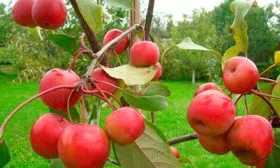 яблоки на ветке яблони Райская24