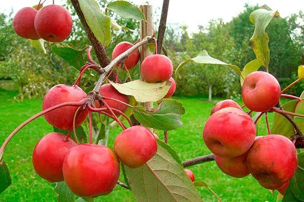 яблоки на ветке яблони Райская24