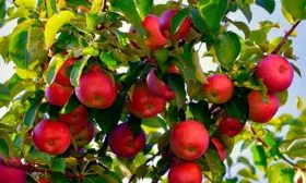 яблоки на ветке яблони Вишнёвое21