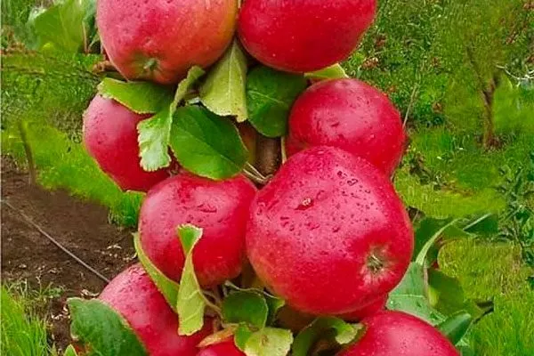 яблоки яблони Арбат13