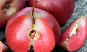 яблоки яблони Байя Мариса16
