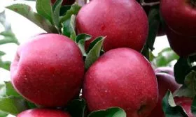 Яблоки яблони Чёрный принц18