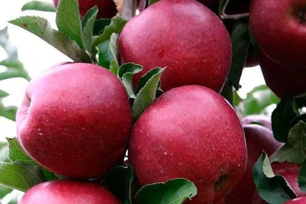 Яблоки яблони Чёрный принц18