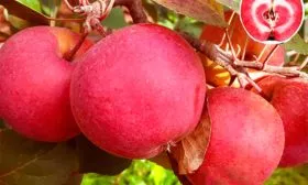 яблоки яблони Эра15