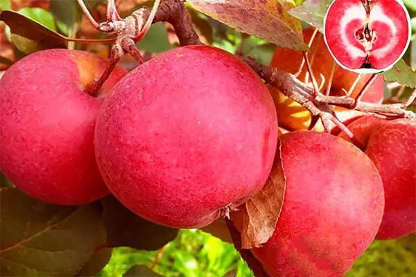 яблоки яблони Эра15