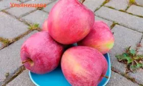 яблоки яблони Память Ульянищева16
