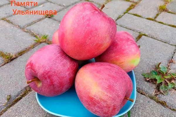 яблоки яблони Память Ульянищева16