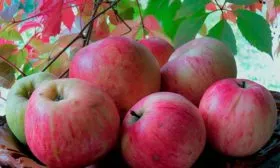 яблоки яблони Штрейфлинг24 яблони Штрейфлинг24