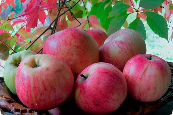 яблоки яблони Штрейфлинг24 яблони Штрейфлинг24