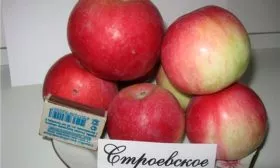 яблоки яблони Строевское20