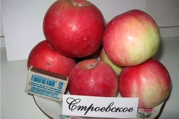 яблоки яблони Строевское20