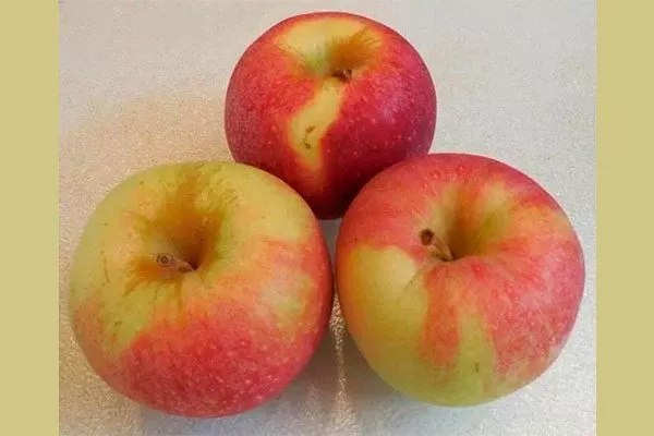 яблоки яблони Свежесть12