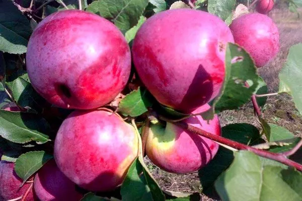 яблоки яблони Вишнёвое22