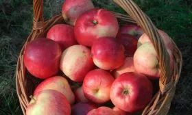 яблоки яблоня Афродита10