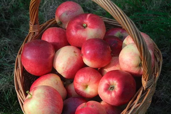 яблоки яблоня Афродита10