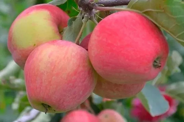 яблоки Яблоня Аркад19