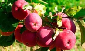 яблоки yf dtnrt яблони Ветеран20