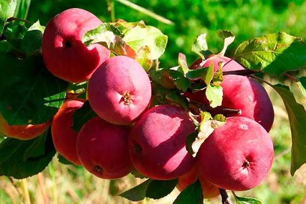 яблоки yf dtnrt яблони Ветеран20