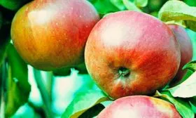 яблоки11 яблони Антей10