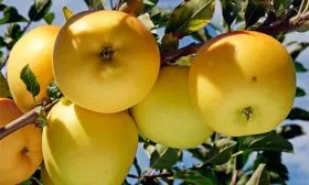 яблоко 1 Яблоня Голден Делишес30