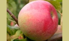 яблоко характеристика яблони Ветеран22